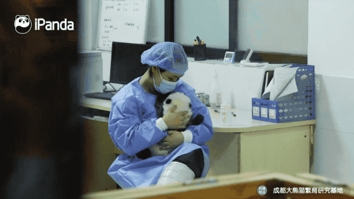 养熊猫读什么专业？来川农大就对了