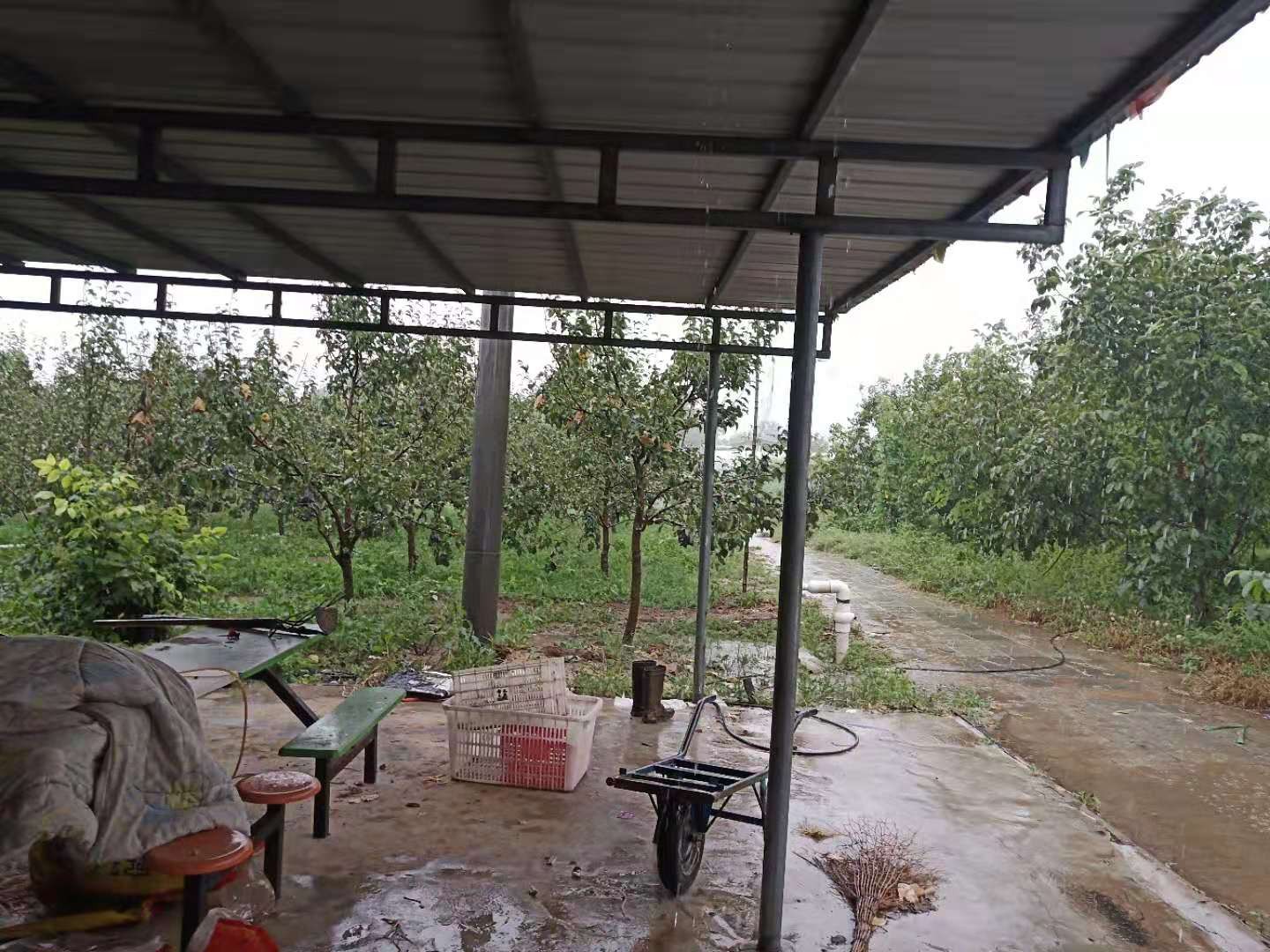 河北邢台内丘100亩大棚果园出租，12万/年，30年租期可做休闲农旅