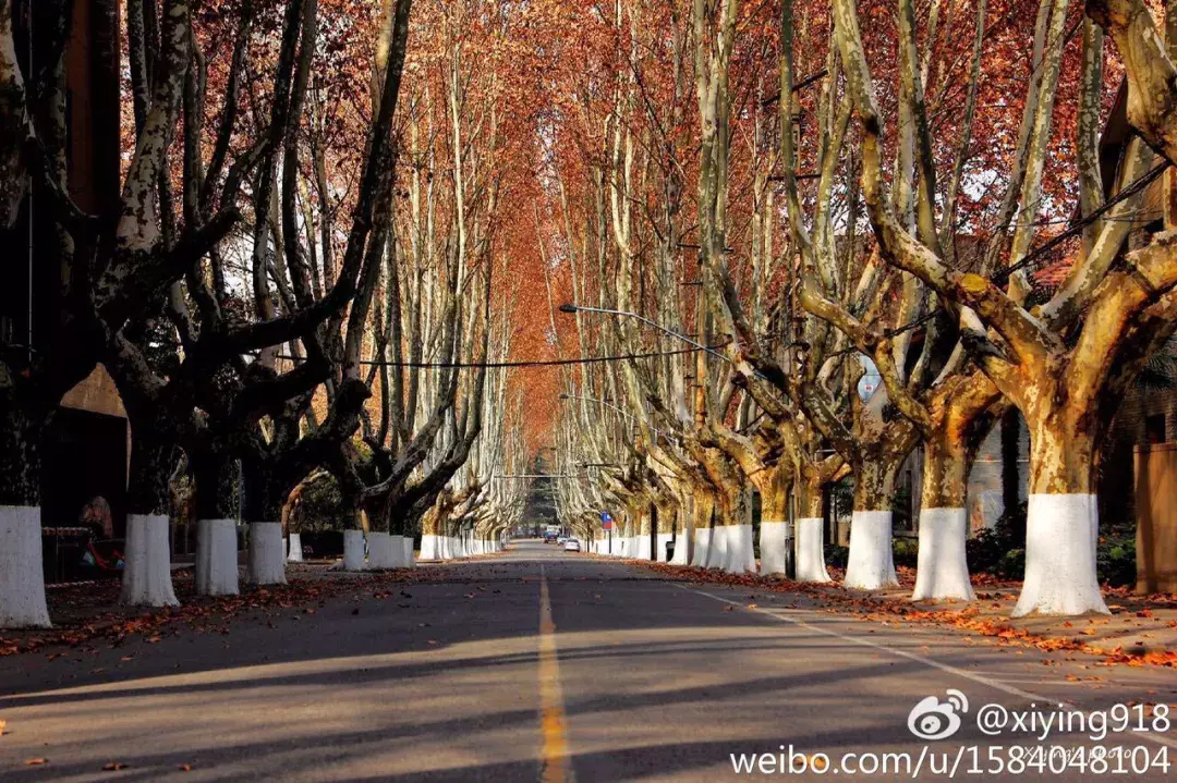 西安交通大学书法、美术专业招生简章来啦！报考交大请注意这些步骤！