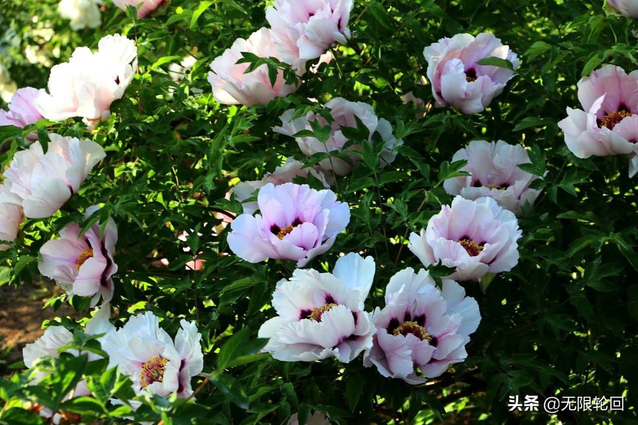 唯有牡丹真国色：10首最经典的牡丹花诗词