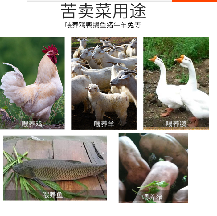 這個(gè)牧草種，長(zhǎng)得快又好！50天就能收！畝產(chǎn)最高10噸！畜禽都愛(ài)吃