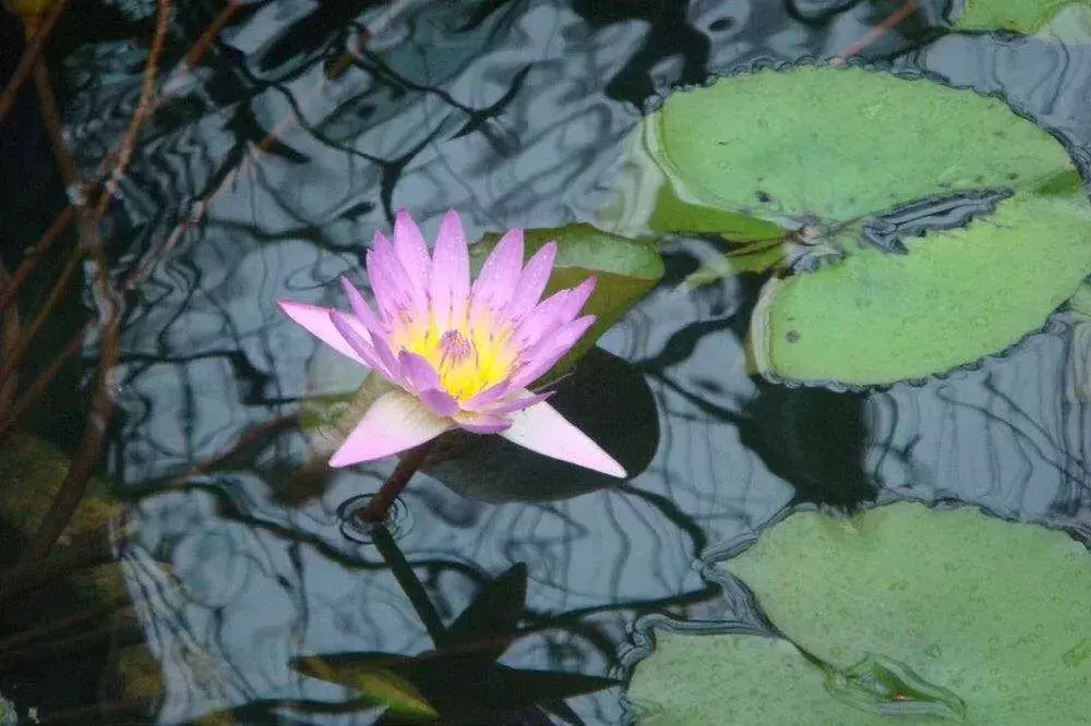 心如莲花，人生便能一路芬芳