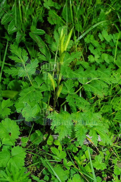 太白黄连,见过吗?能泻火燥湿,清心除烦,抗菌消炎