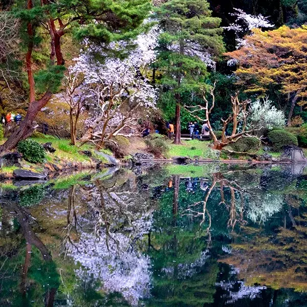 去日本看樱花（东京篇）