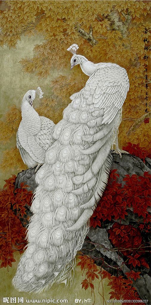 高贵,冷艳的白孔雀