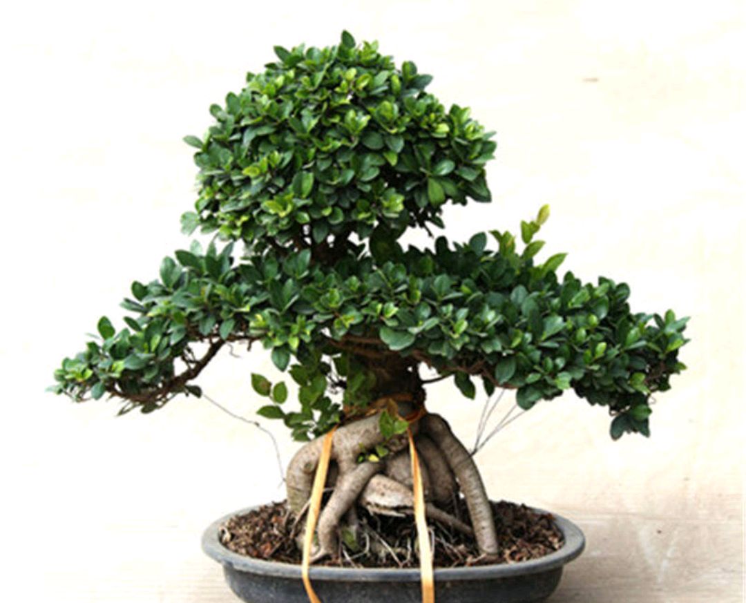 盆景奇美,是浓缩的山水,缩龙成寸非常迷人,特别是小榕树盆景,它的姿态