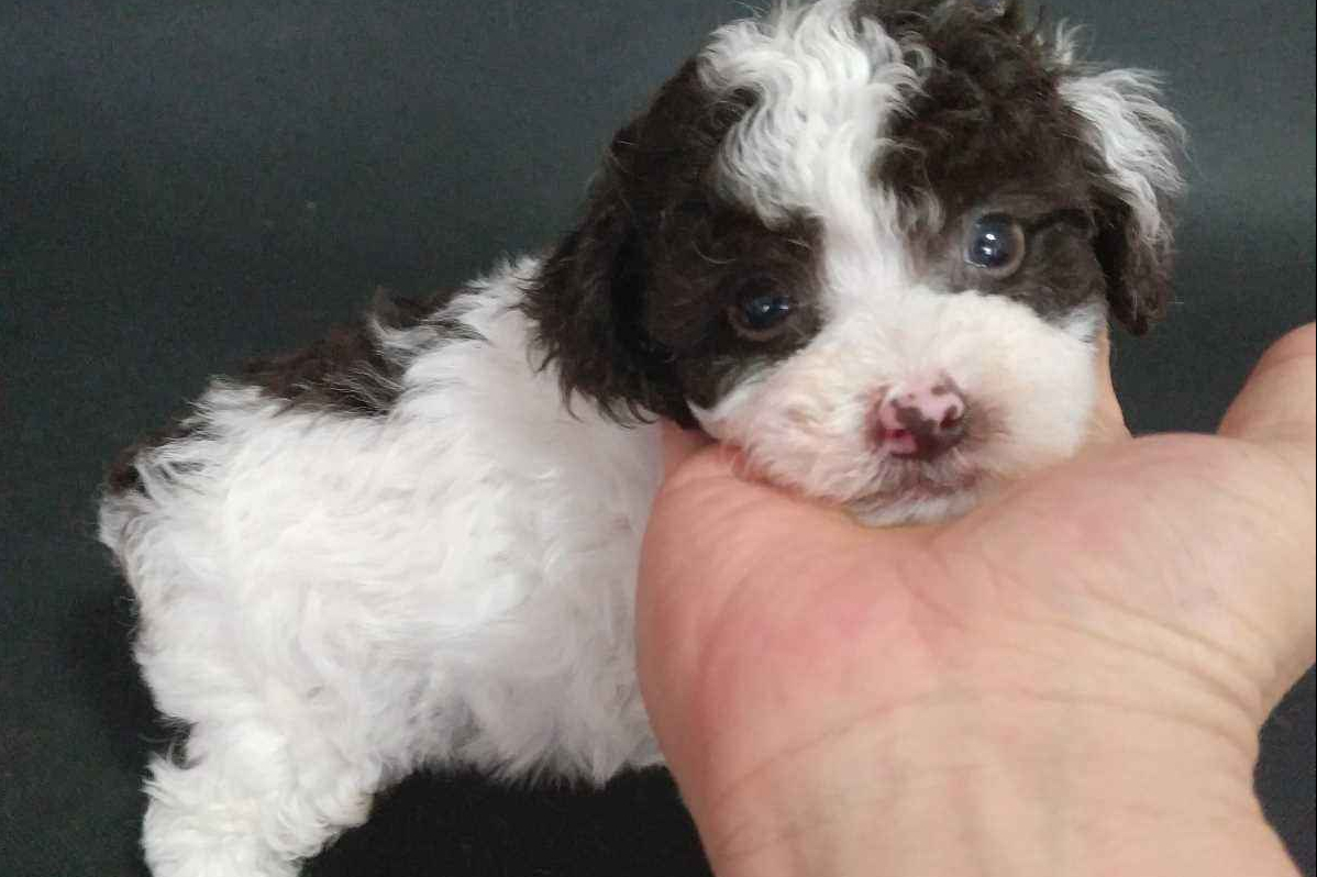 顾名思义,花色泰迪就是身上有不同颜色的杂色狗狗.