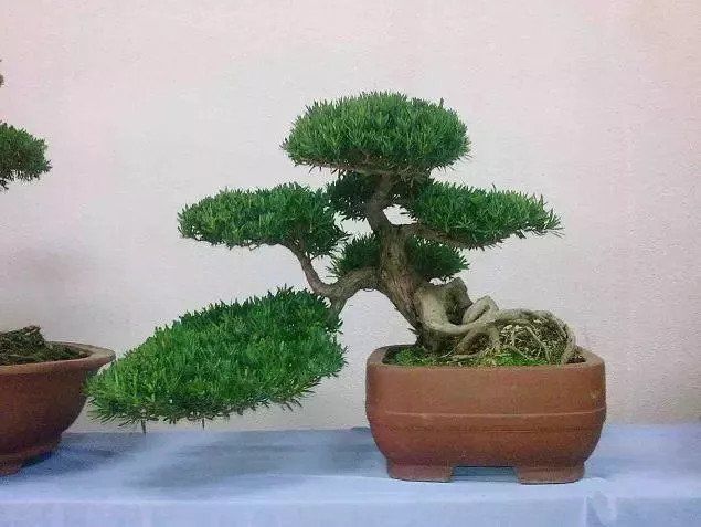 家有罗汉松,一生不受穷,4个小技巧,养出好盆景,越养越值钱