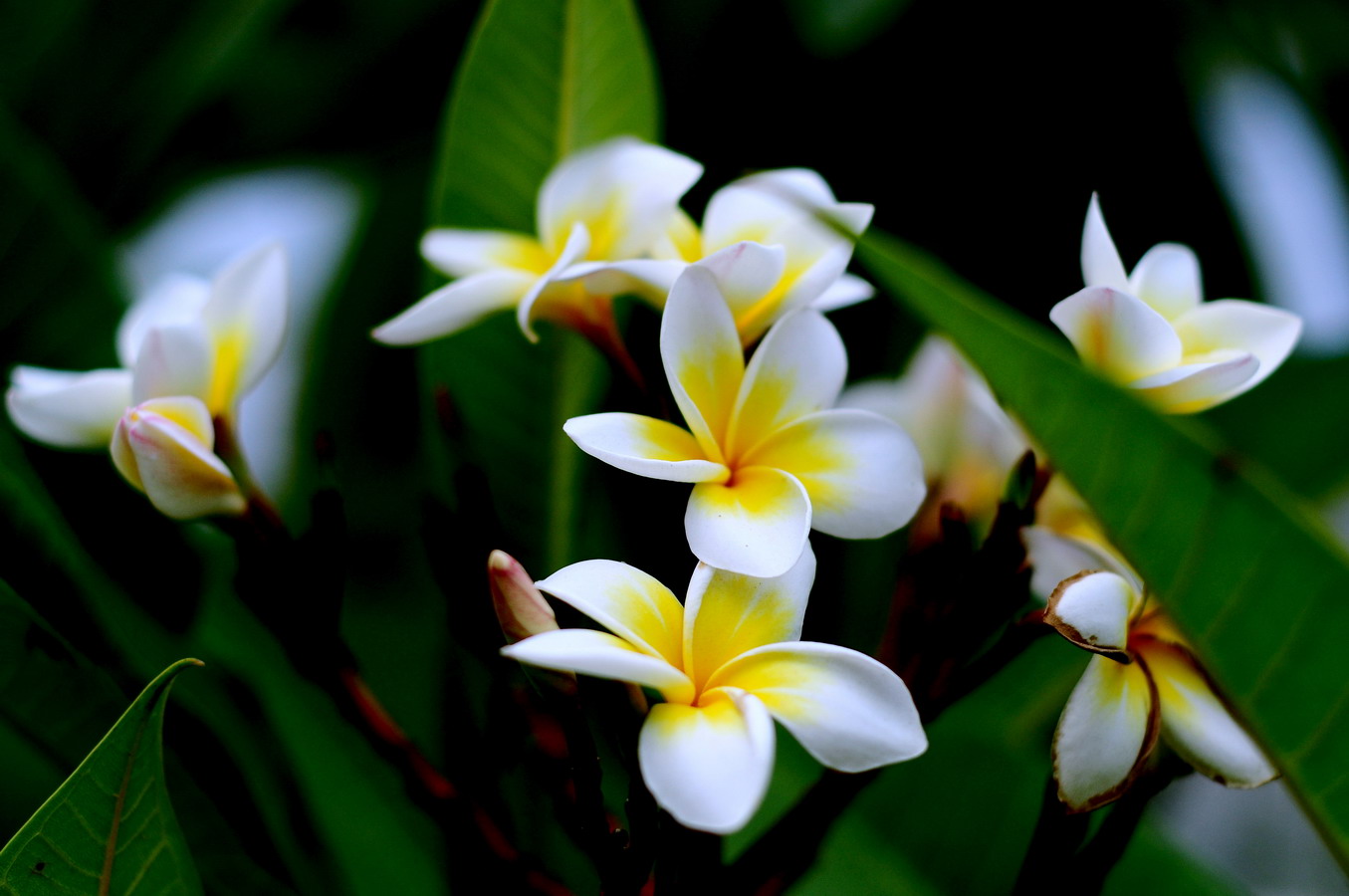 他开的花朵,花瓣四周是雪白的,中间是鹅卵黄,整体看上去像一个煎鸡蛋