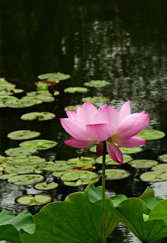 雨中花（七言绝句）