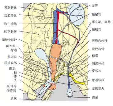 辟谣:公猫尿路阻塞时造口手术是首选?尿道造口也要分情况选择