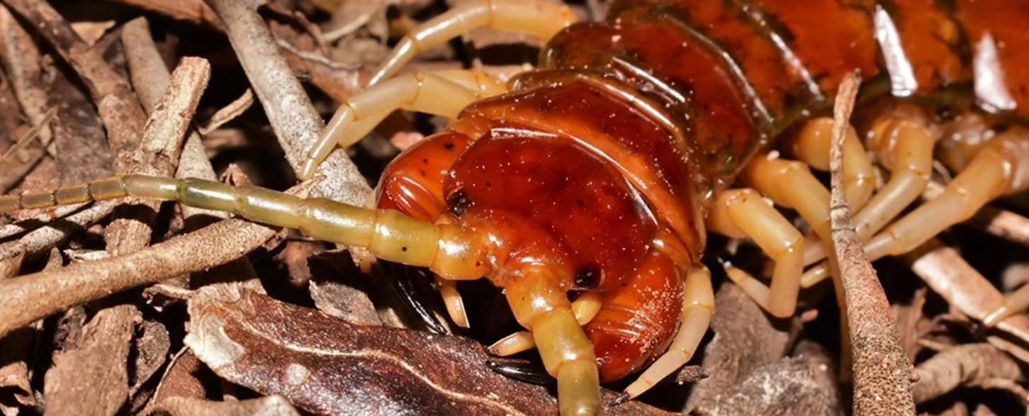 成精了?澳洲一岛上出现0.3米巨型蜈蚣,每年可捕食数千只海鸟