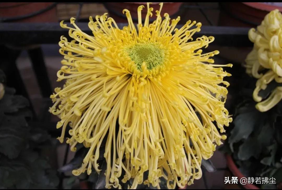 现代微型诗组诗：花系列