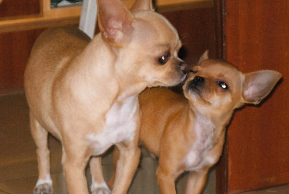 长毛吉娃娃多少钱一只吉娃娃被人