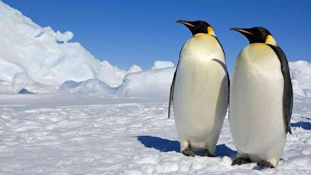 为什么北极没有企鹅，而南极没有北极熊？