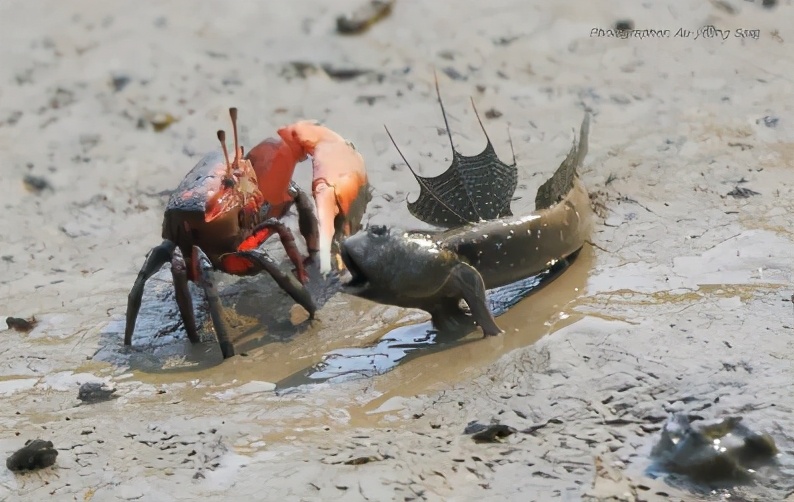 觀賞魚的種類圖片,觀賞魚的種類圖片和名字