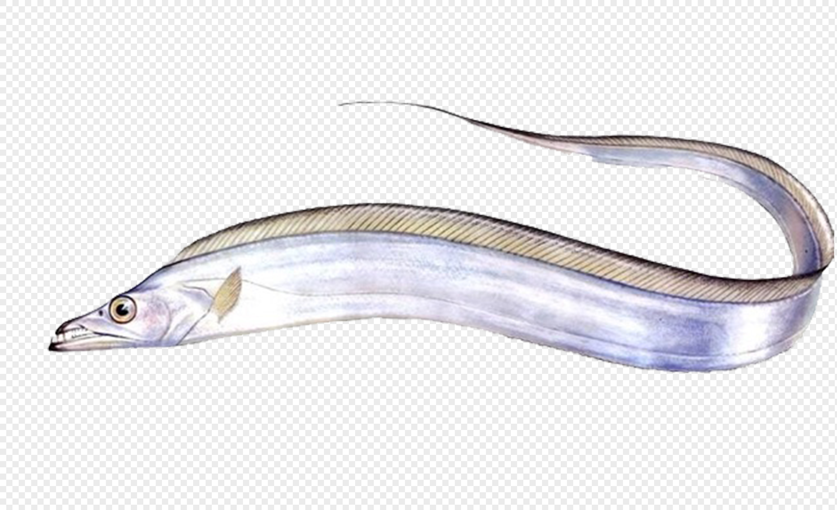 市场上为啥见不到活带鱼?