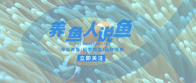养鱼先养水到底是养的什么，空缸养水硝化系统如何得以建立？