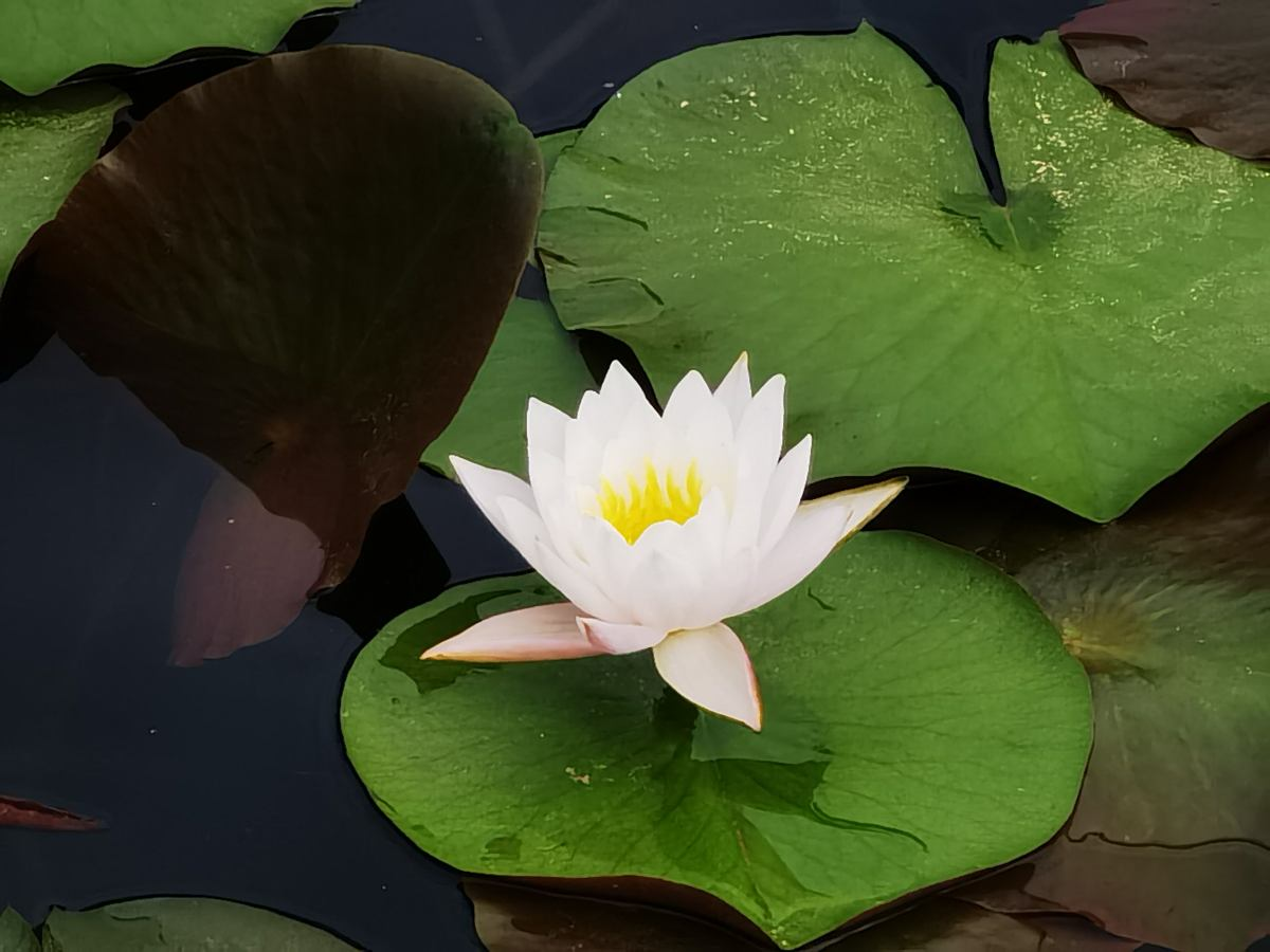 水培植物有哪些（土培太麻烦试试这6种水培植物）