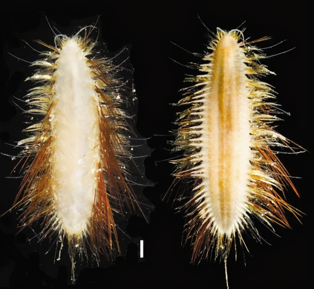 你对海洋了解吗？不要错过这个生物多样性环保创意大赛！