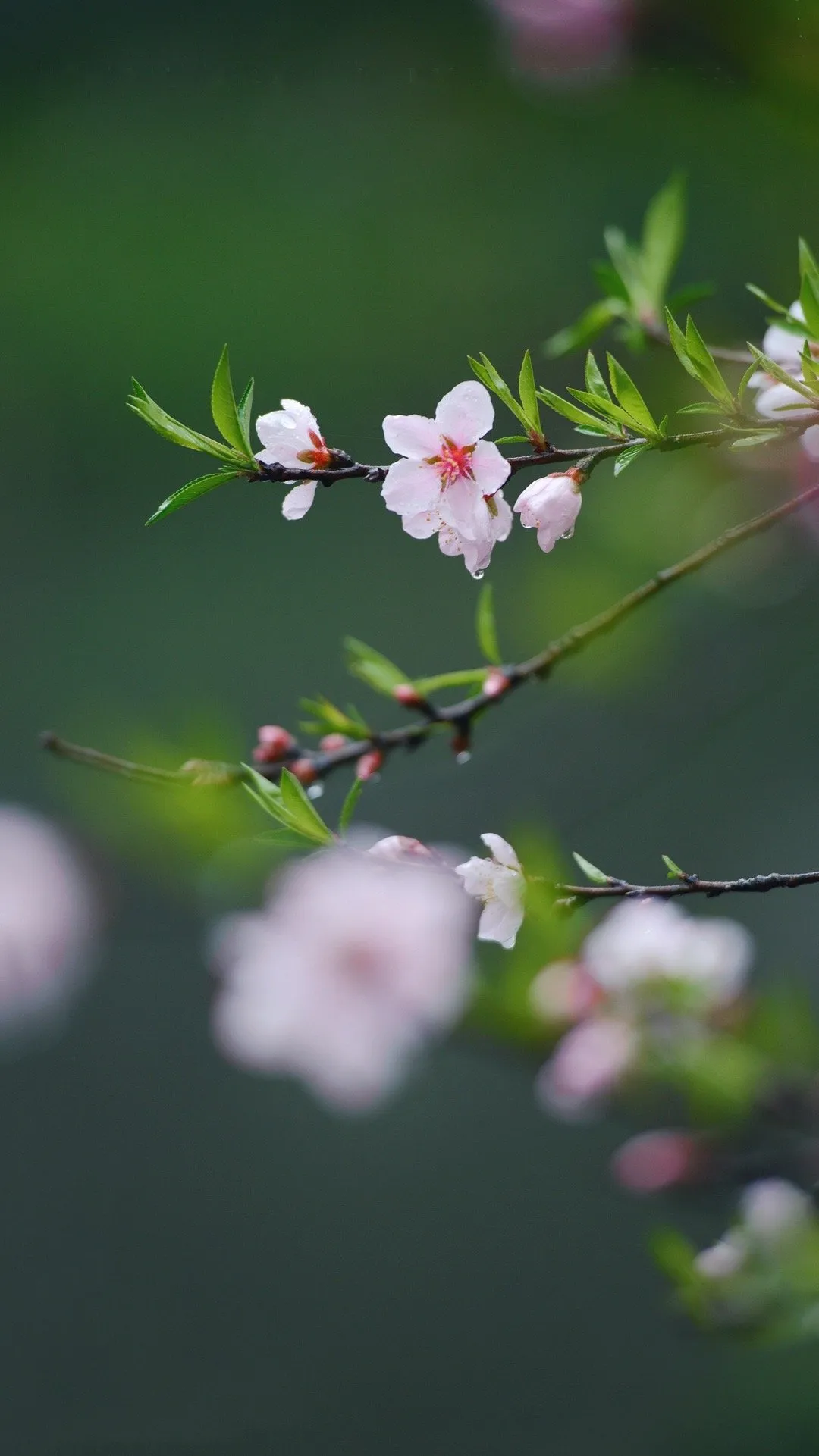 花如美人，文豪皆醉