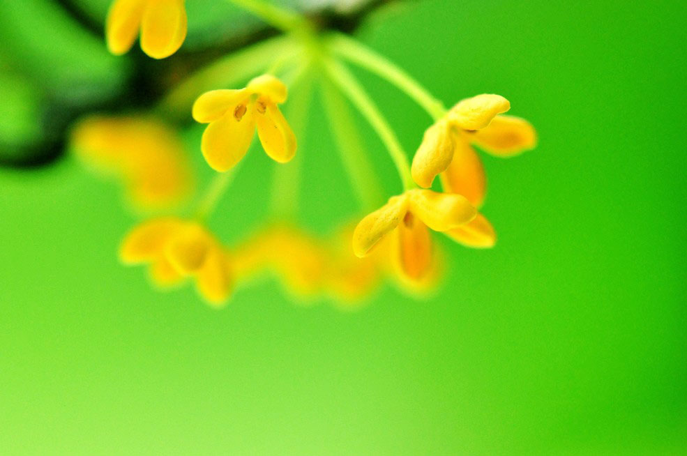 三秋桂子，一朝雨落，桂花香满衣