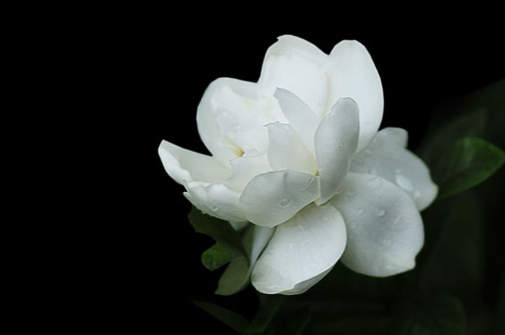 【诗词鉴赏】古诗中的栀子花，古人如何表达栀子花的美?