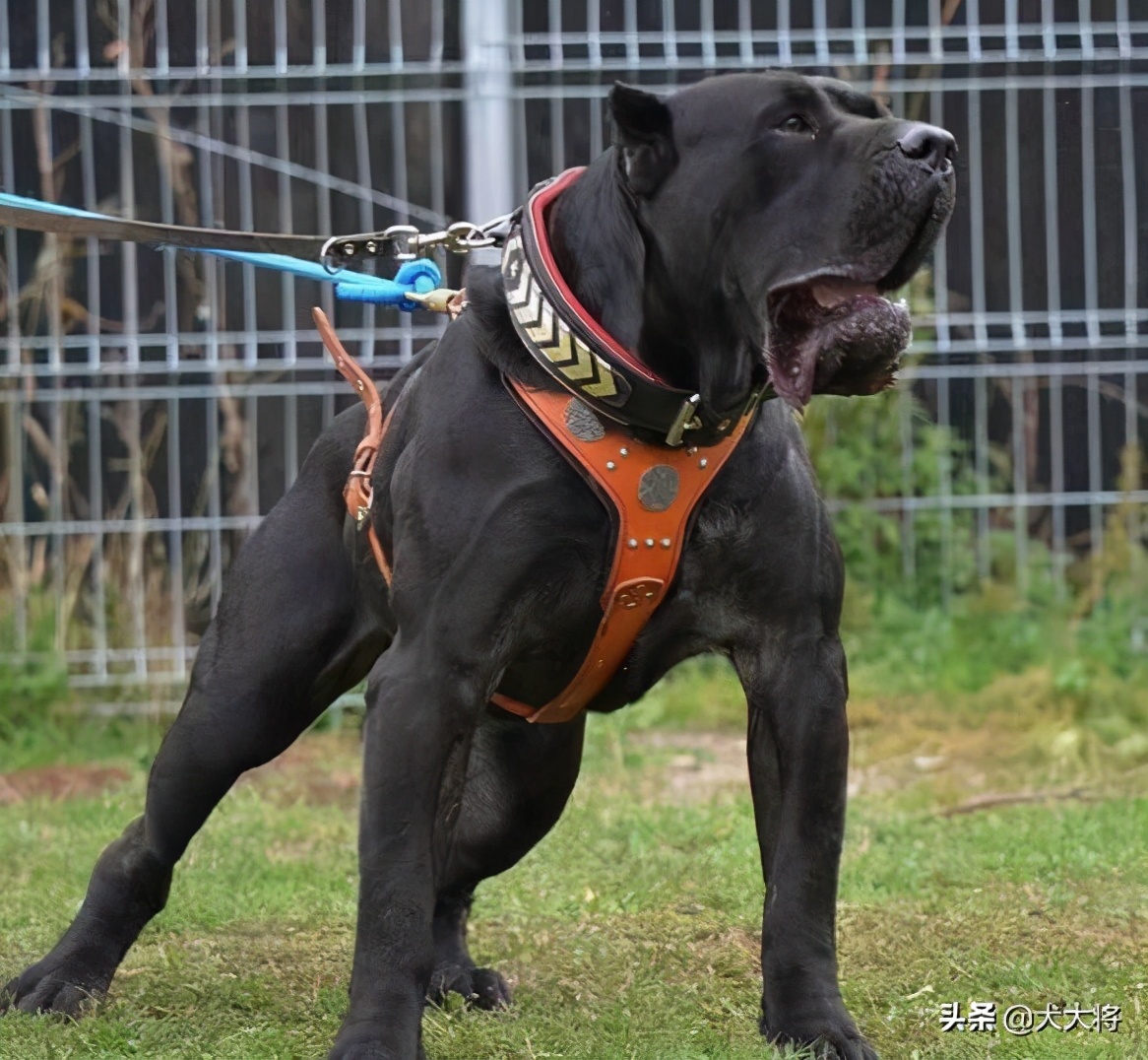 斗犬往事之猛犬风云二十年，真正的猛犬拥有不屈的意志