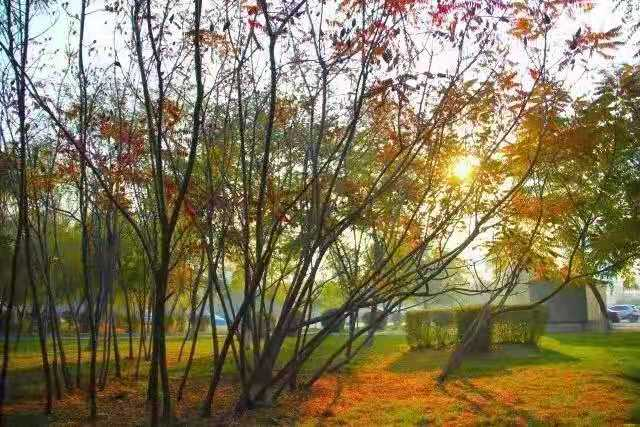 中国烹饪大师坐镇，拥有国内首创美食，沈阳这所高校火上“热搜”