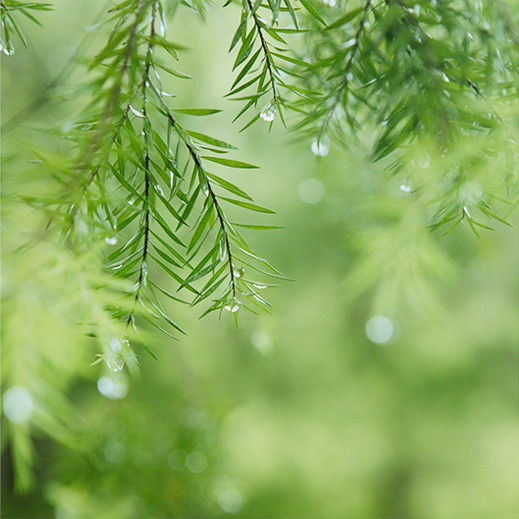 雨天做后期，还得绿一点