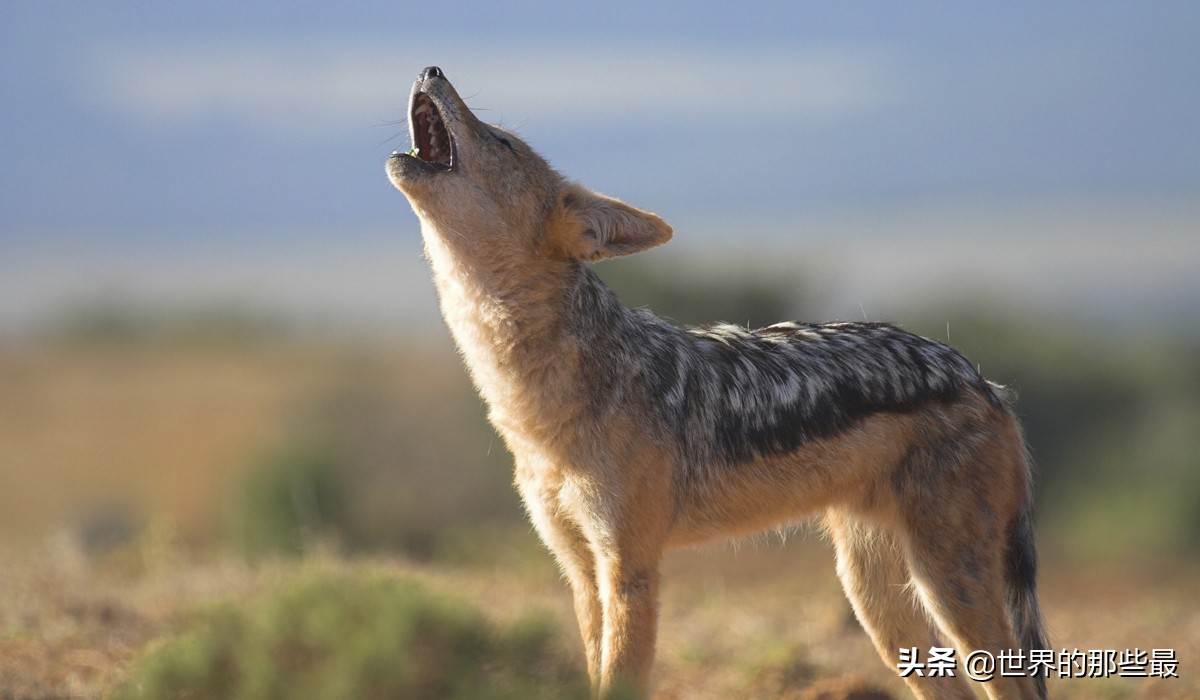 豺狗图片(胡狼) - 赤虎壹号