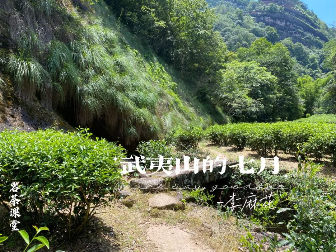 牛肉、马肉、猴肉、鬼肉，这么多正岩肉桂，哪个山场的味道最好？