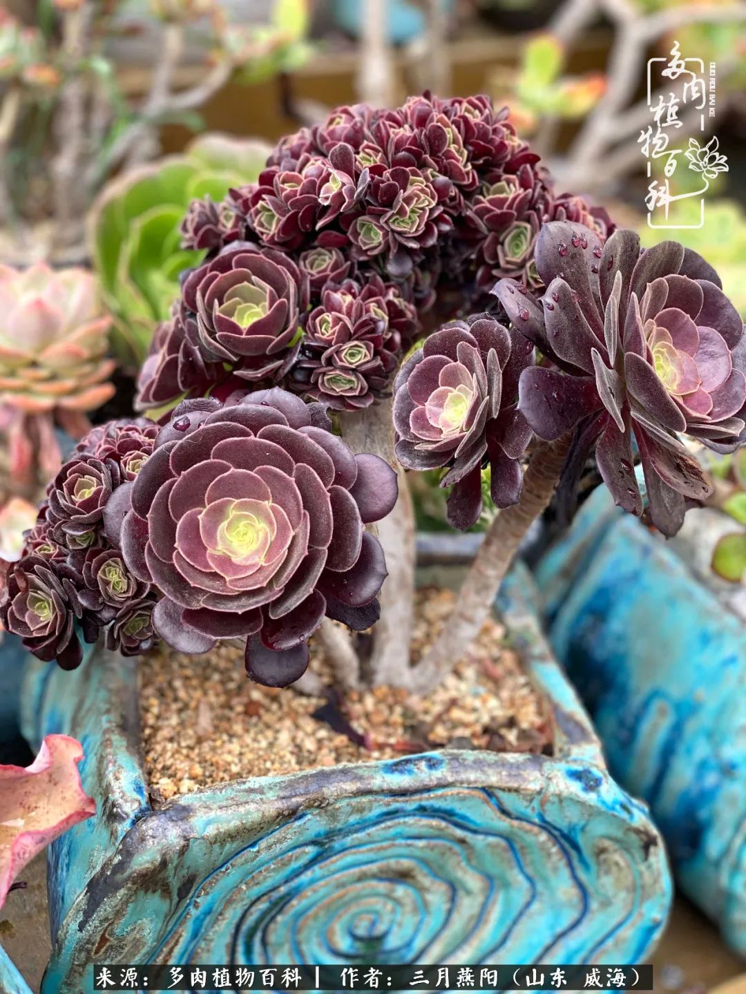 水墨画红富士大红袍,想喝控养的高砂之翁,四年了,一直没长大乒乓福娘