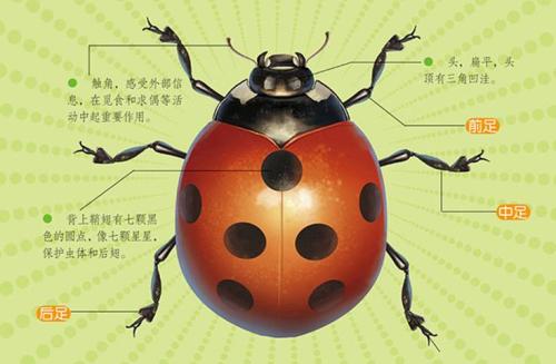 从小处着手,终生培养好奇心一一《昆虫记》读后感