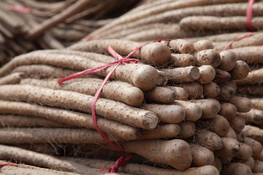 山药的种类(山药的种类)
