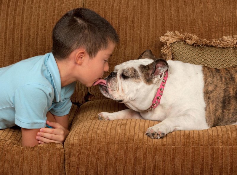 10 种最适合儿童的犬种，非常适合有小孩的家庭 - 对孩子友好且可爱