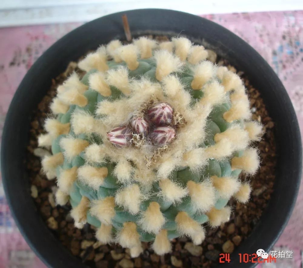 最新 | 多肉植物仙人掌科品种图鉴大全:乌羽玉属