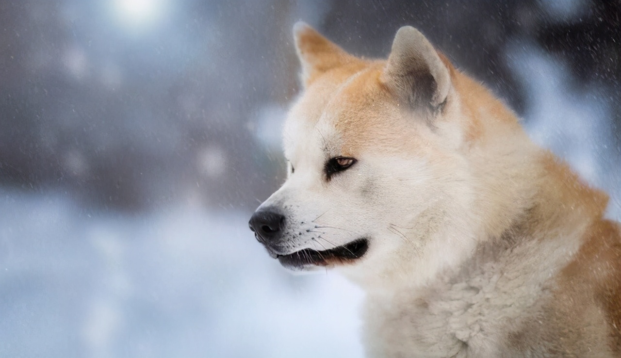 秋田犬为什么卖那么贵？背后是有原因的