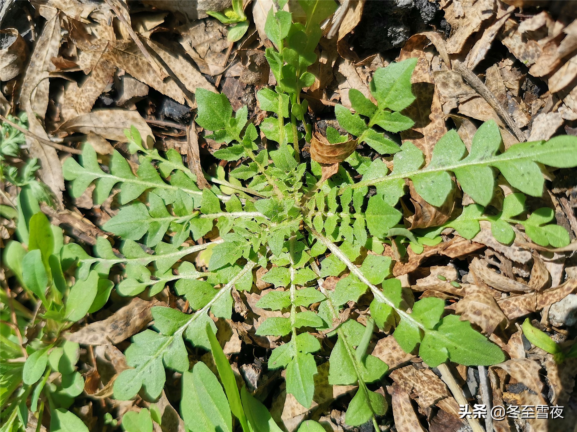 13野辣菜图片(野辣菜图片可以吃吗?营养价值?