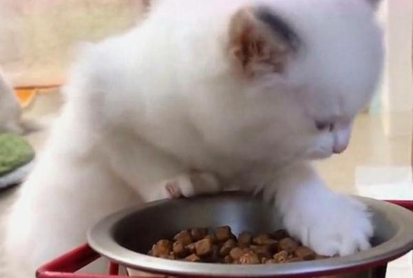 皇家猫粮和欧冠哪个好(「一周测评精选」：宝典在手，还用担心不会选幼猫粮吗？)