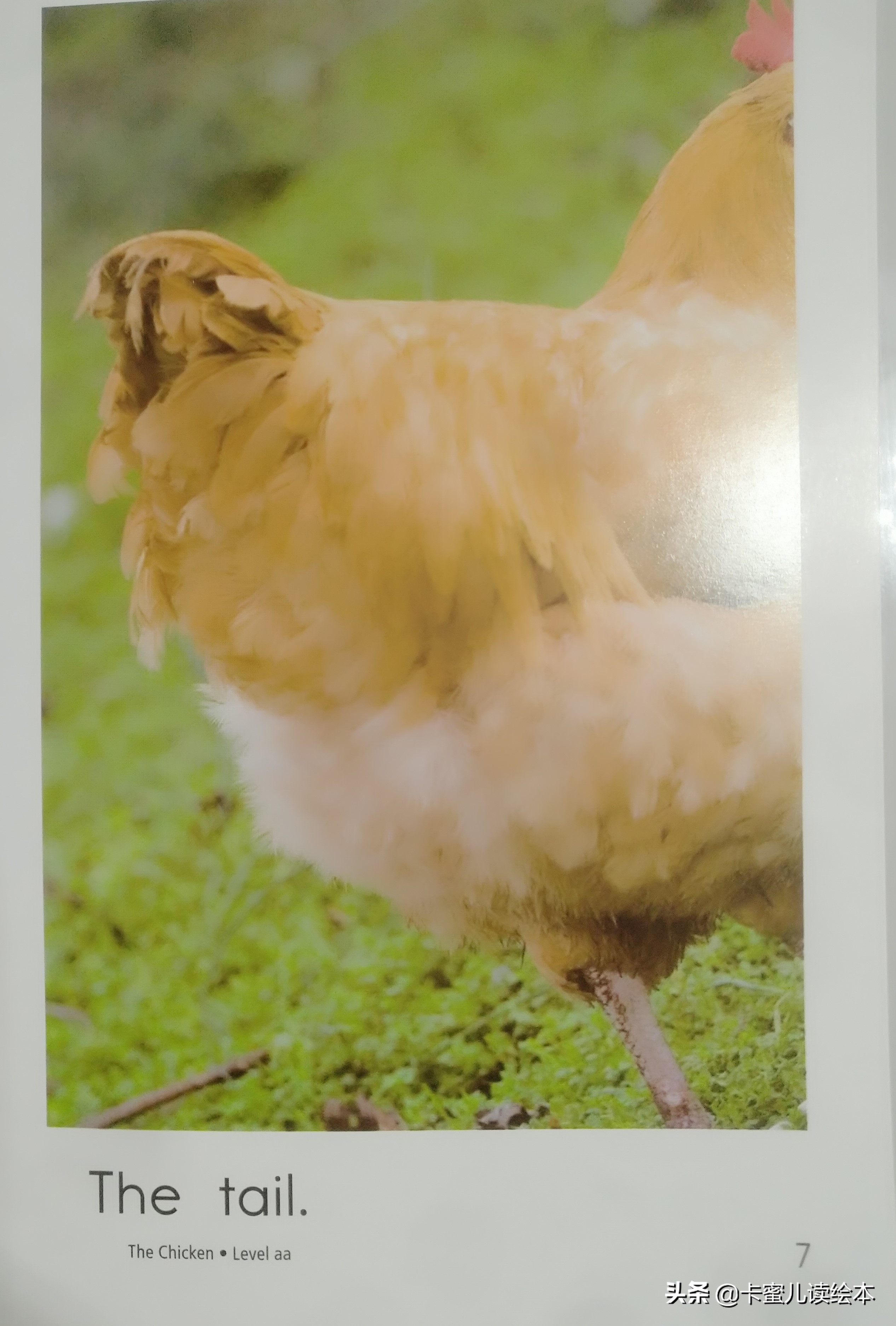 英文有声绘本故事《The Chicken》鸡
