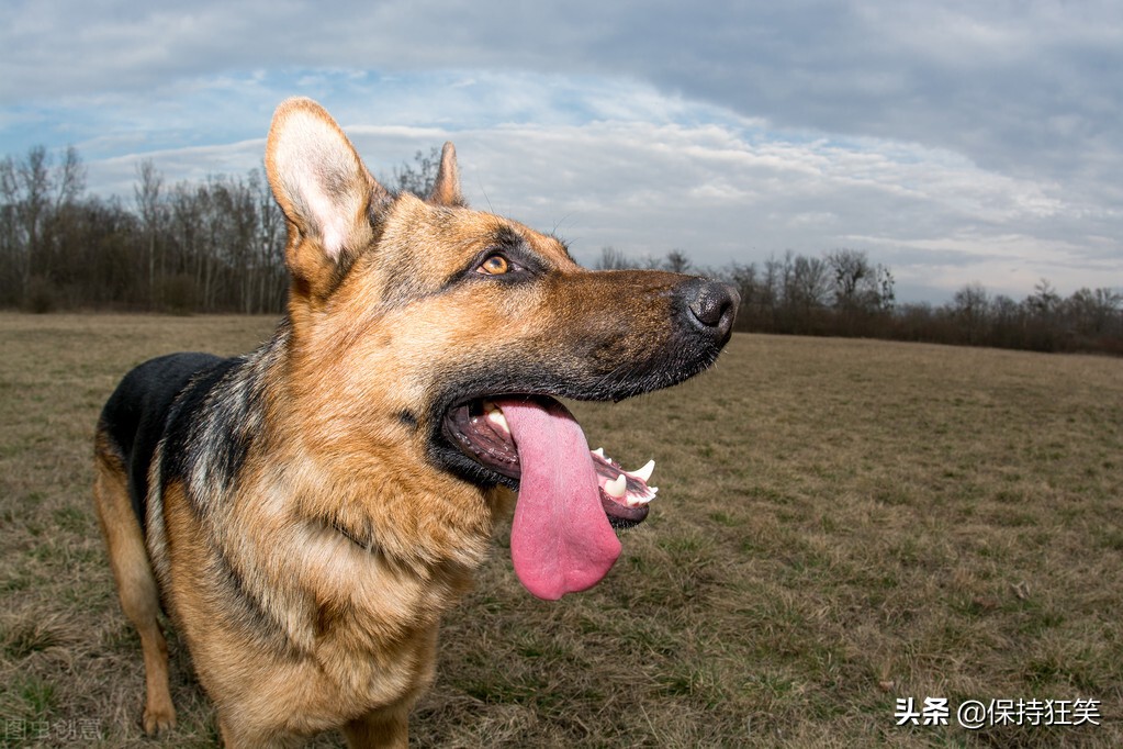 世界十大最忠诚的狗综合指数排名 中华田园犬高居前三名