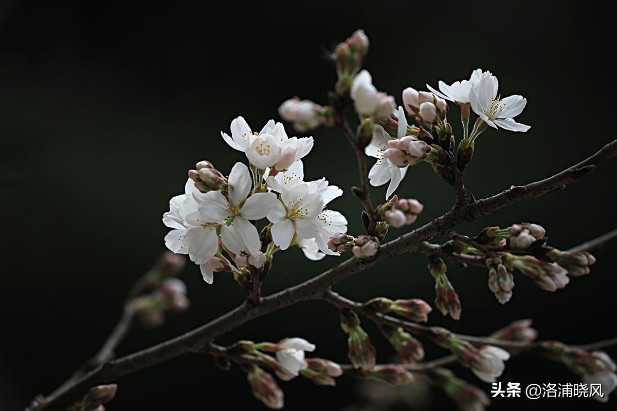 日本樱花文化（内涵揭秘日本樱花文化背后的冷知识）