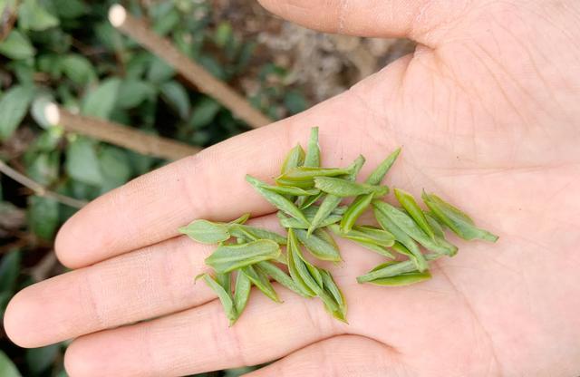 作为产茶大省，安徽茶叶种类有多少？你知道哪些，看完心里有数了