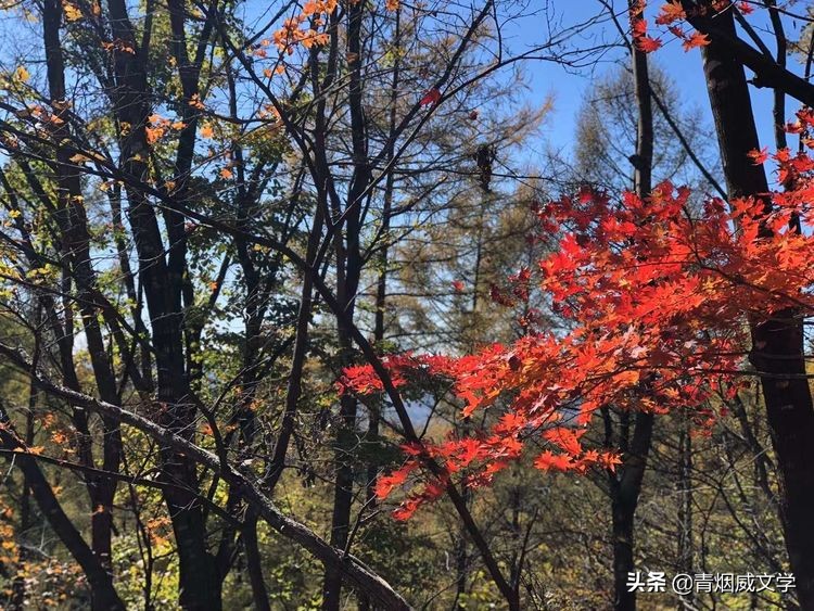 深秋，渴望“万山红遍，层林尽染”的美景（随笔）