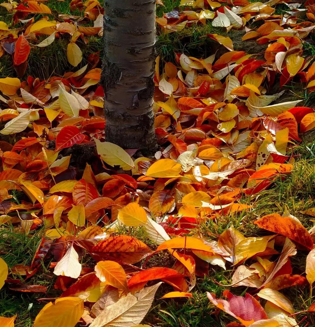 秋风渐起,几片落叶飘飞在暮色黄昏里,站在父亲曾经果园思绪万千