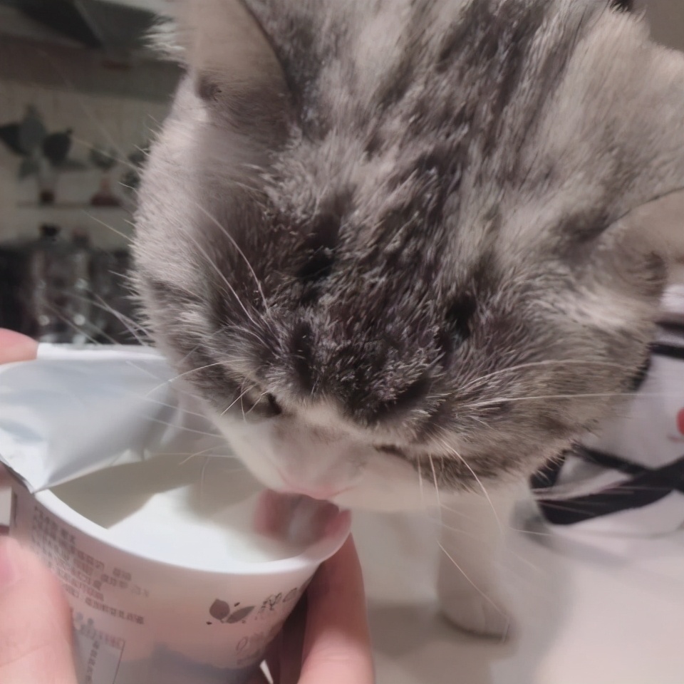 猫能吃虾吗（6种对于猫咪来说是人间美味食物）