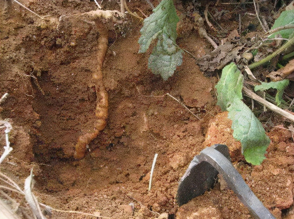 地黄:6月份20元1公斤,如今行情价涨到50元,种植的农民乐开了花