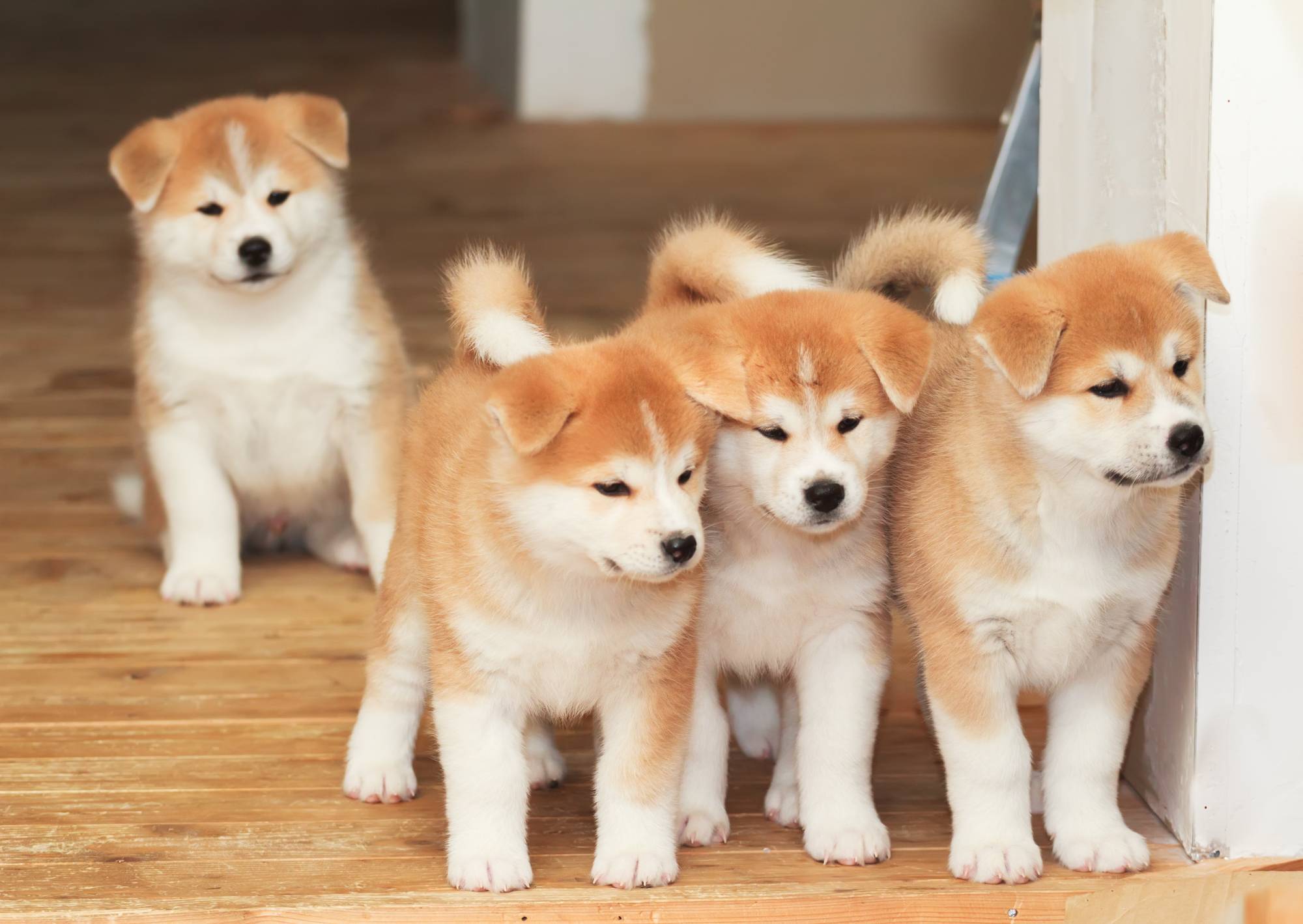 秋田犬好养吗调皮吗（秋田犬的优点和缺点）