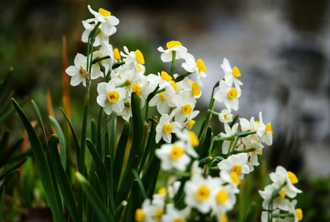 水仙花开迎春来，古诗词里的水仙花，素洁幽雅，超凡脱俗